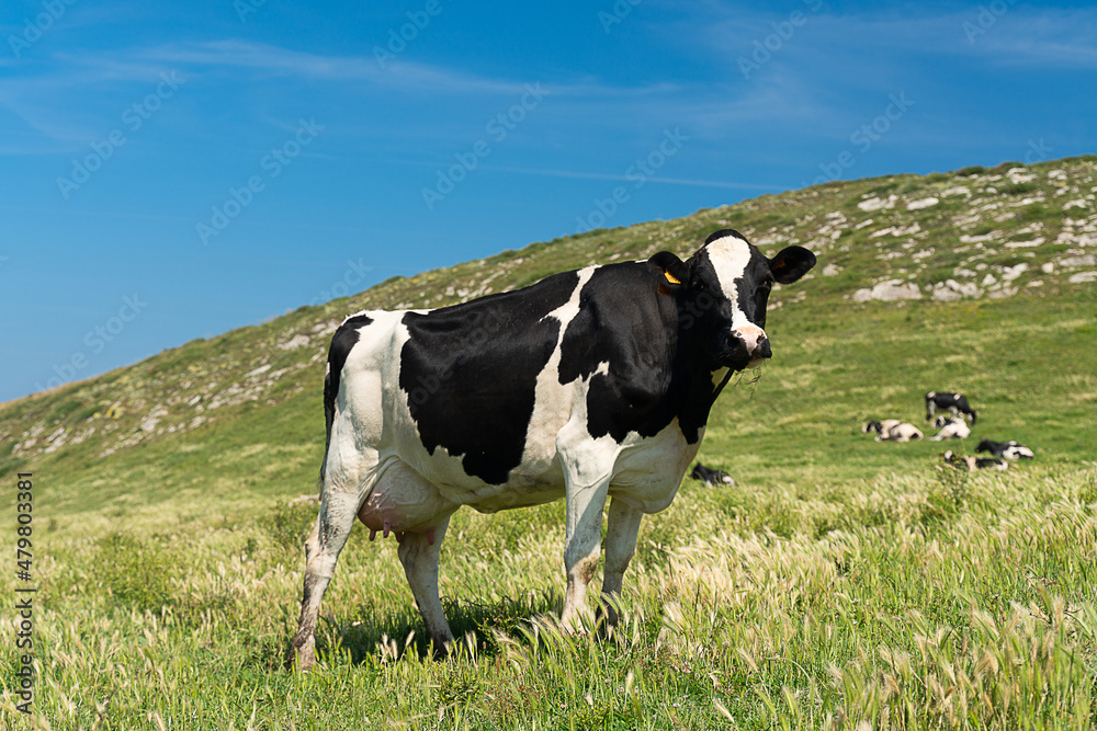 dairy cow grazing in the green pastures of Cantabria in Spain.