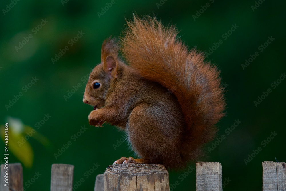 Obraz premium Cute squirrel standing on a wooden fence in the 