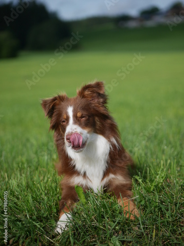 Mini Aussie