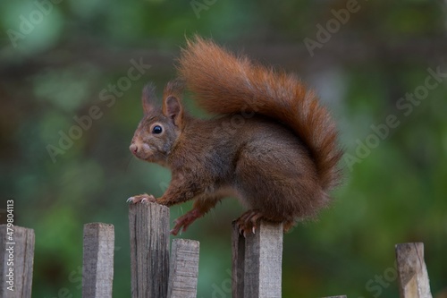 Cute squirrel standing on a wooden fence in the "parc de la tête d'or" in Lyon, France.  © nic
