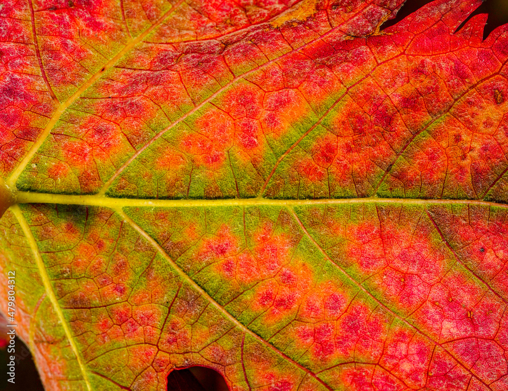 Obraz premium vine leaf detail in autumn, bright colors oranges yellows yellows greens