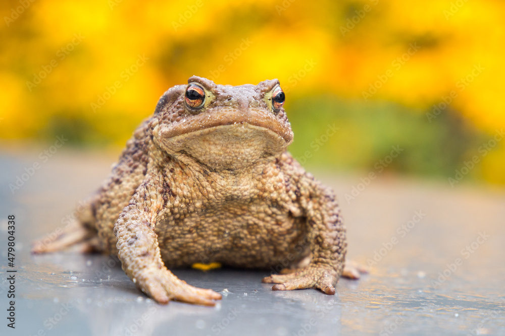 Obraz premium Erdkröte