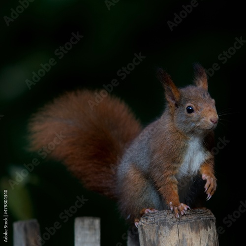 Cute squirrel standing on a wooden fence in the "parc de la tête d'or" in Lyon, France. 