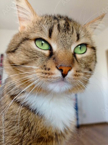 Fototapeta Naklejka Na Ścianę i Meble -  Homemade grey cat with green eyes close-up