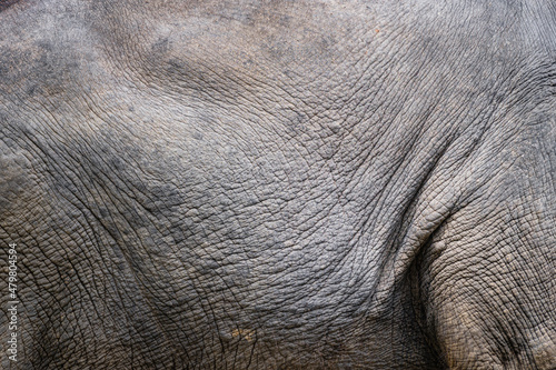 Background skin of Thai Asian elephant use for animals ,pets, and wilderness theme.