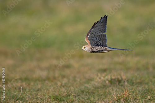 A common kestrel (Falco tinnunculus) in flight.	
