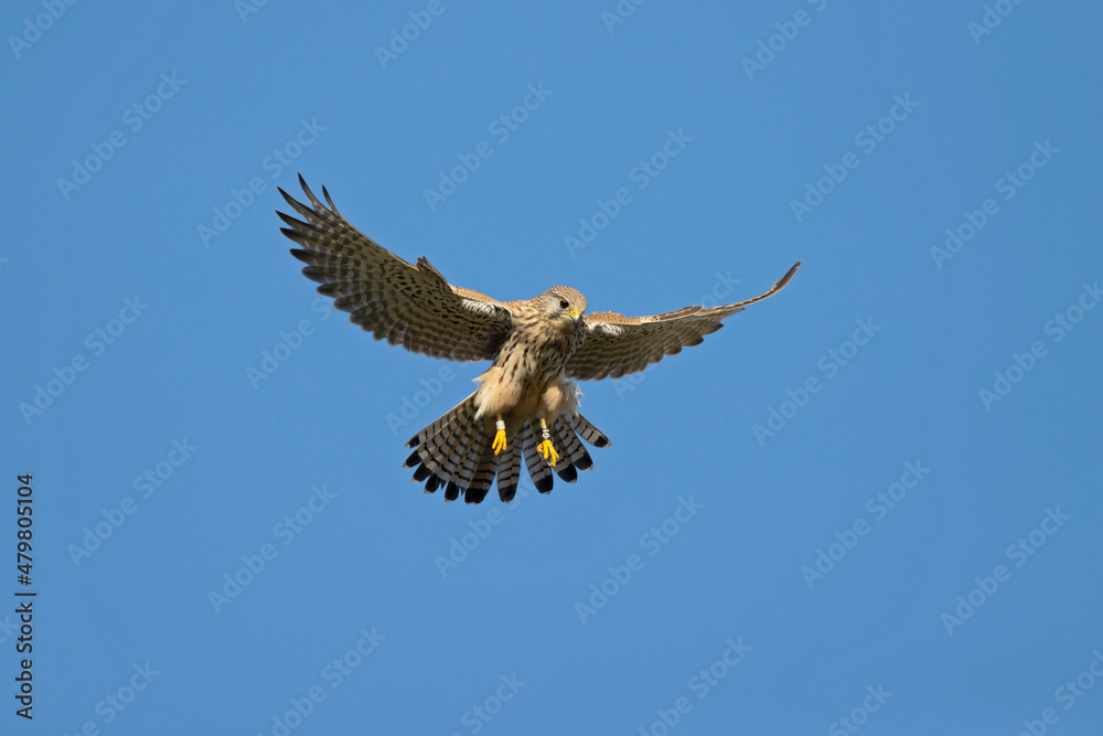 Fototapeta premium A common kestrel (Falco tinnunculus) hovering in the sky.