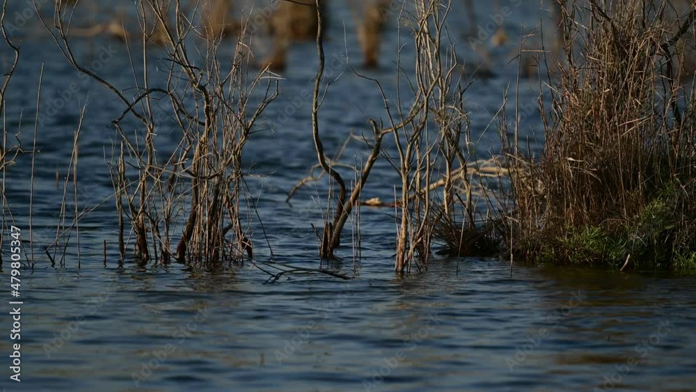Dry Bushes in the lake with moving water -scenic view Dry Bushes in the lake with moving water -scenic view