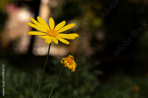 Background photo of yellow Euryops pectinatus daisy on blurred background. Next to it is a faded one. Close-up yellow daisy photo. Pollen of fresh flower in selective focus. photo
