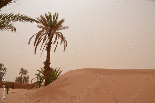 palm trees in the desert