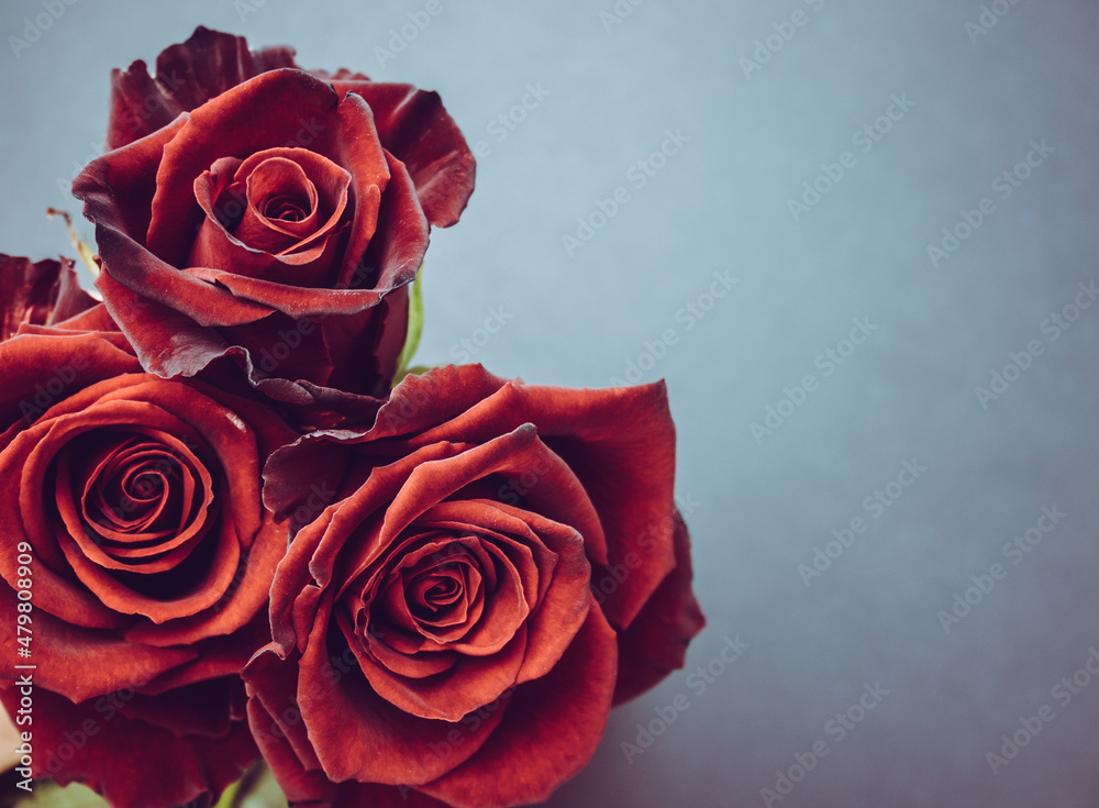 Red roses for Valentine's Day, Mother's Day, marriage proposal, engagement, birthday, anniversary or wedding. Red roses for Valentine's Day, Mother's Day, marriage proposal, engagement, birthday, anniversary or wedding.