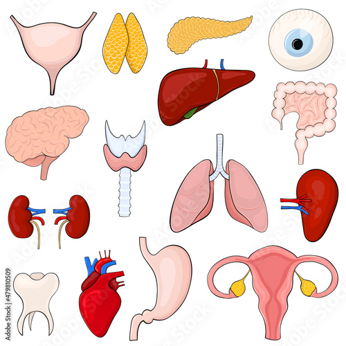 Set of different human organs in cartoon style for medical design
