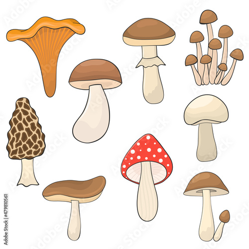 Set of different mushrooms hand drawn for design