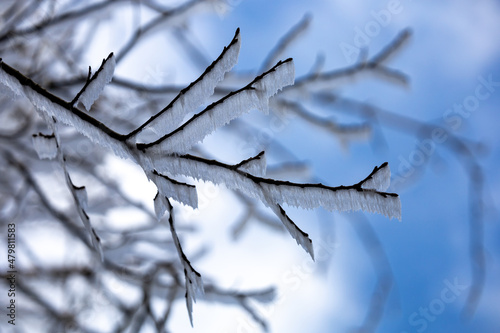 spectacular close-up of branches with frozen snow with blue blackground