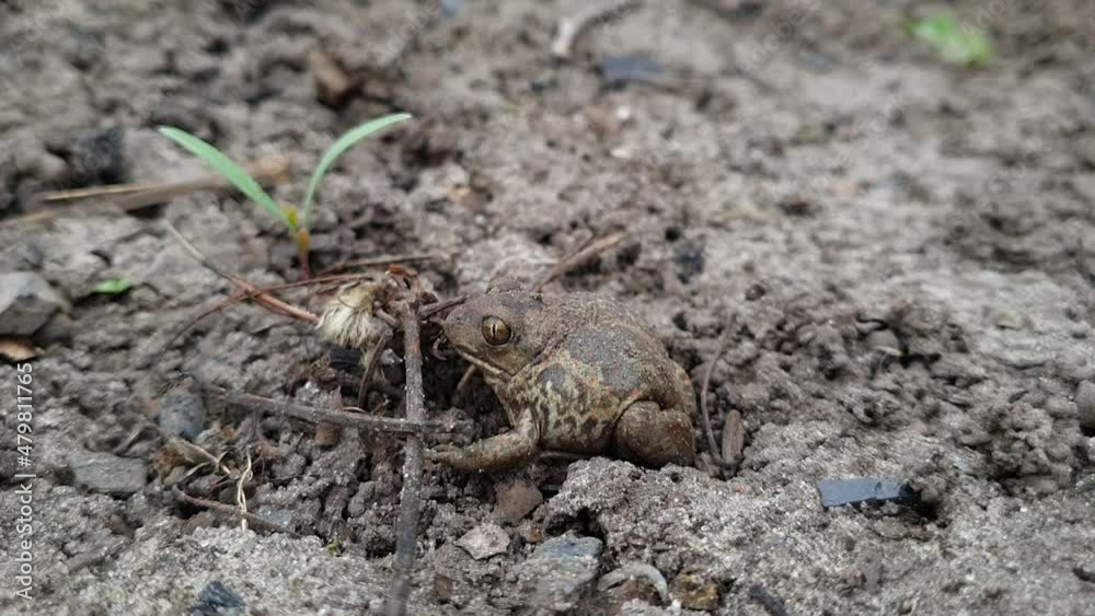 Toad in the garden. The toad burrows into the ground. Cute earthen toad in spring. Toad in the garden. The toad burrows into the ground. Cute earthen toad in spring.