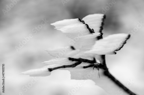 spectacular close-up of branches with frozen snow