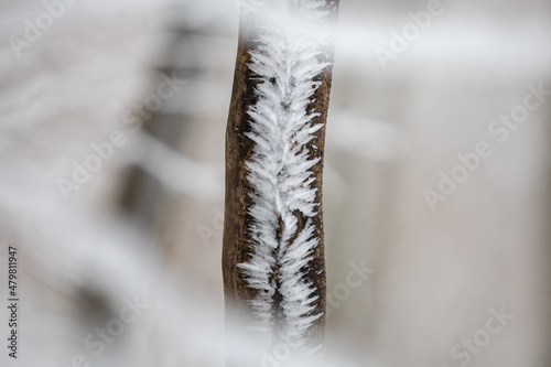 Beautiful winter atmosphere with tree trunk full of frozen snow. Snowy black and white landscape