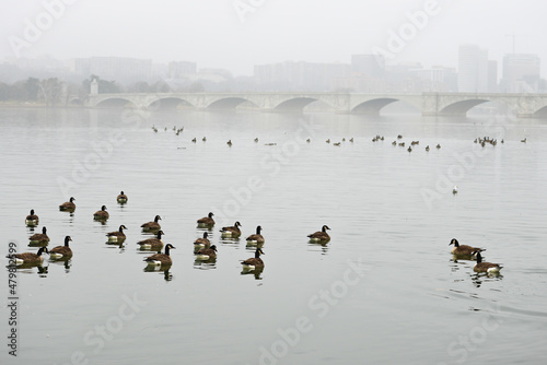 Memorial bridge and geese colony in fog - Washington dc united states
