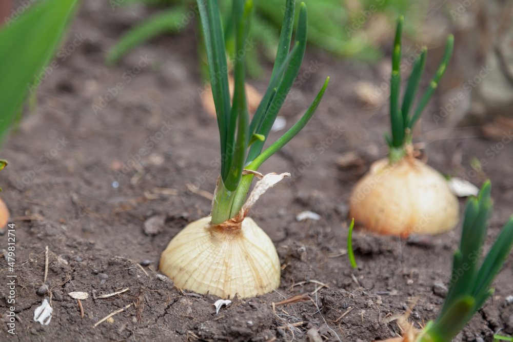 Green onions growing in ground close up Green onions growing in ground close up