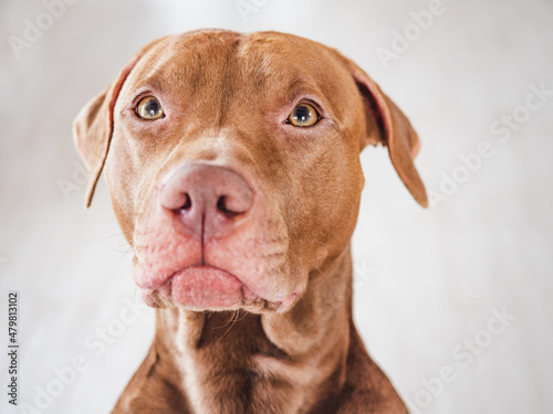 Lovable  pretty puppy of brown color. Close-up  indoors  studio photo. Day light. Concept of care  education  obedience training and raising pets