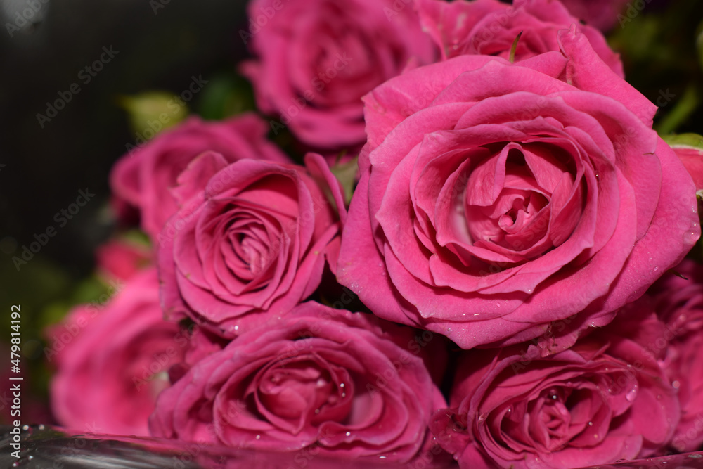 Bouquet of scarlet roses on a gray background, beautiful flowers with water drops Bouquet of scarlet roses on a gray background, beautiful flowers with water drops