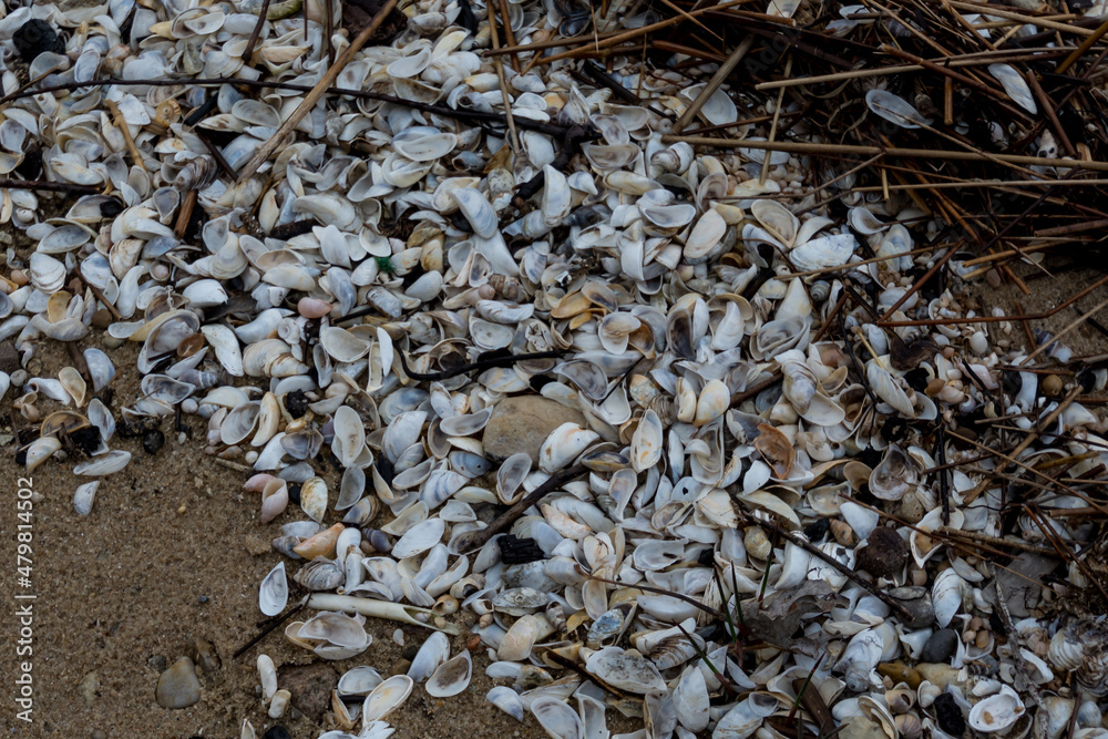 An unusual build up of Quagga Mussel (an invasive species) shells on the shore of Grand Traverse Bay. An unusual build up of Quagga Mussel (an invasive species) shells on the shore of Grand Traverse Bay.