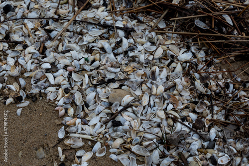 An unusual build up of Quagga Mussel (an invasive species) shells on the shore of Grand Traverse Bay.
