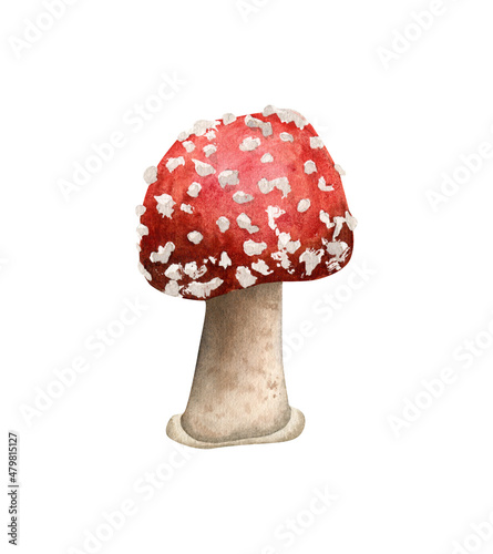 Watercolor amanita mushroom illustration. Fly agaric, poisonous hand drawn mushrooms
