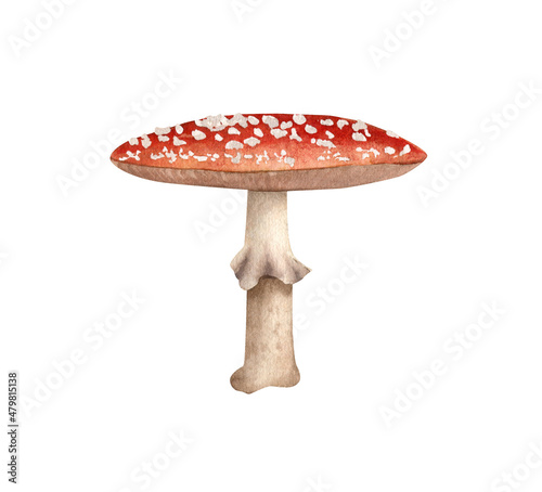 Watercolor fly agaric mushroom illustration. Botanical illustration with poisonous amanita mushroom