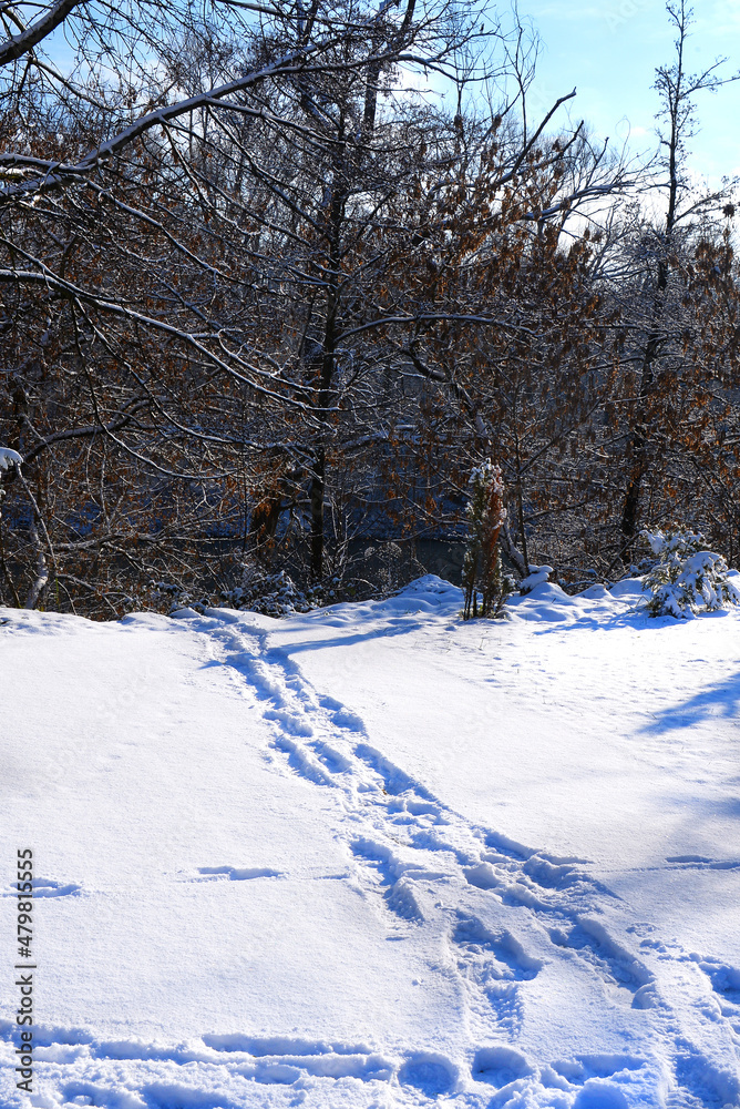 Winter New Years landscape on nature in the snow Winter New Years landscape on nature in the snow