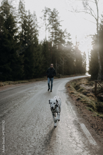 Dalmatian and man walking on a road in Sweden