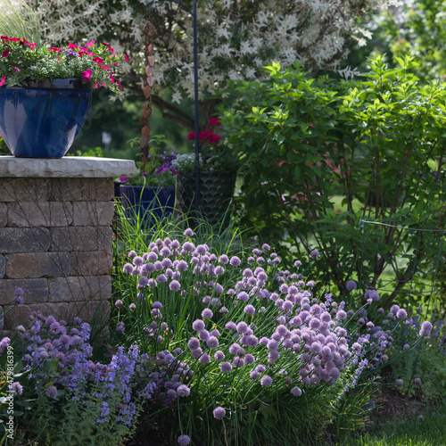 Abundant  flowering lavender chives issue in spring in a Chicago garden oasis featuring ornamental grasses and a smoke tree and a patio wall.