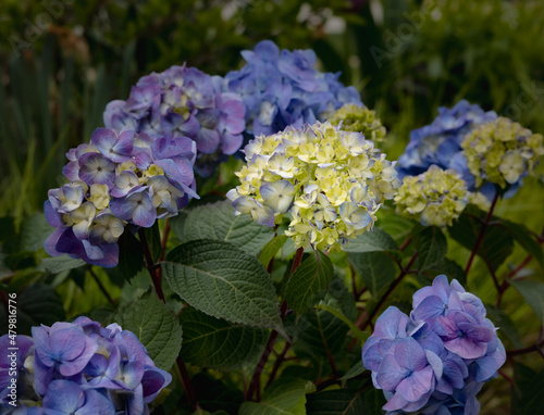 Bold blue and pink Endless Summer macrophylla hydrangeas are the focal point of this front yard path. 