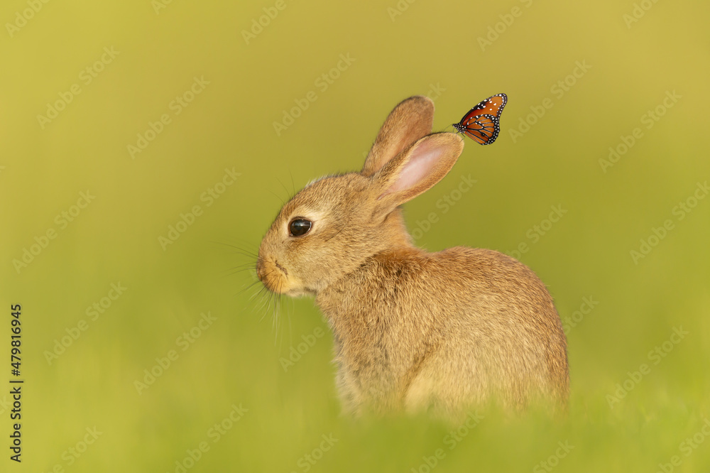 Fototapeta premium Close up of a cute little rabbit with a butterfly sitting on an ear