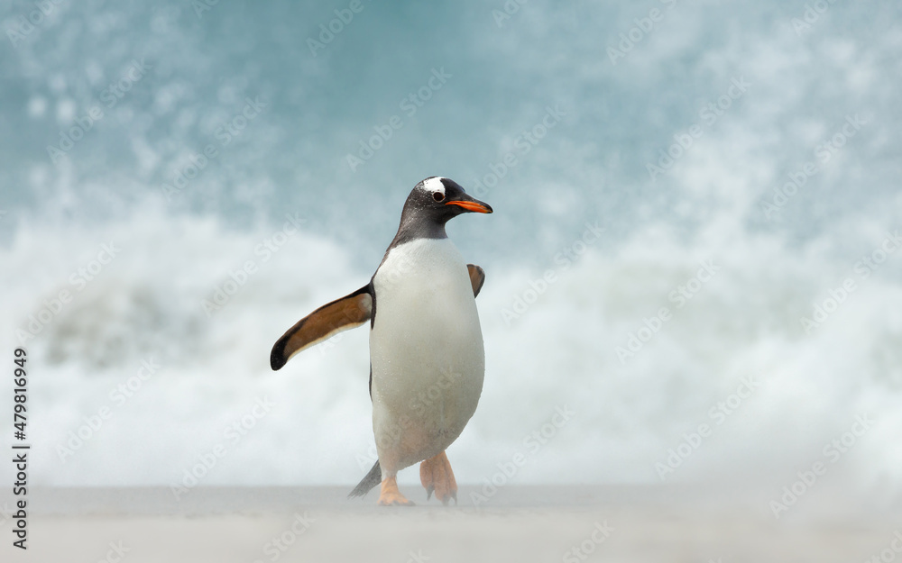 Fototapeta premium Gentoo penguin walking on a sandy beach against big waves