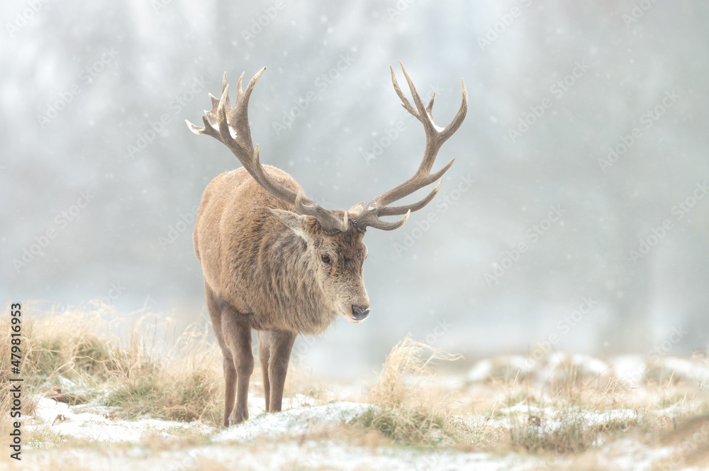 Close up of a Red deer stag in winter