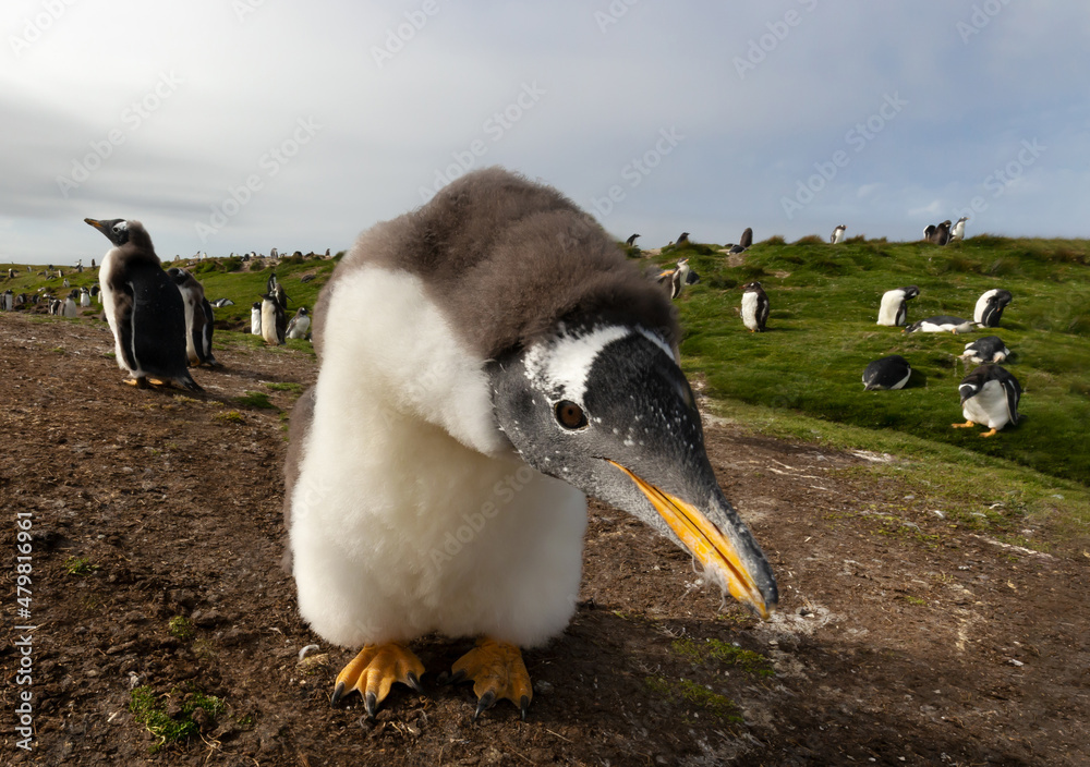 Naklejka premium Portrait of a curious Gentoo penguin chick