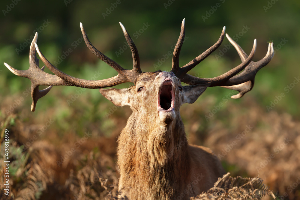 Fototapeta premium Red deer stag calling during rutting season in autumn