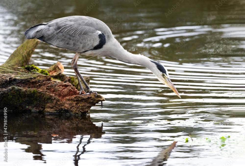Obraz premium Close-up of a grey heron fishing in a pond
