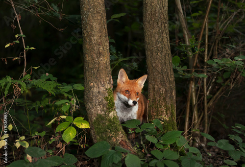 Obraz na plátně Close up of a curious red fox in the forest