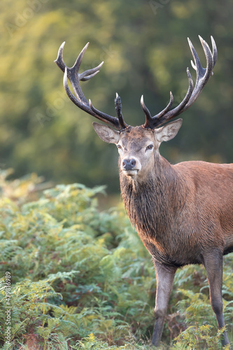 Close up of a red deer stag standing in ferns in autumn © giedriius