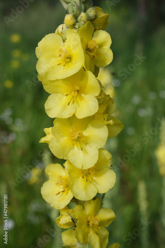 Verbascum thapsus or Bear's ear - a plant in the form of a candle with large yellow flowers