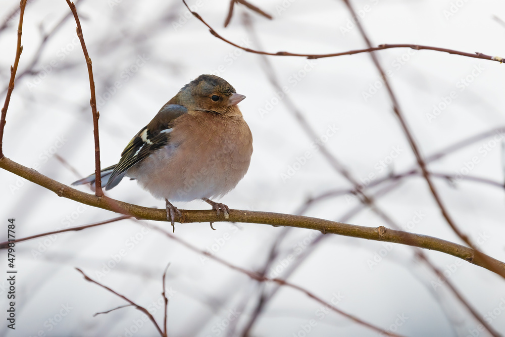 Chaffinch