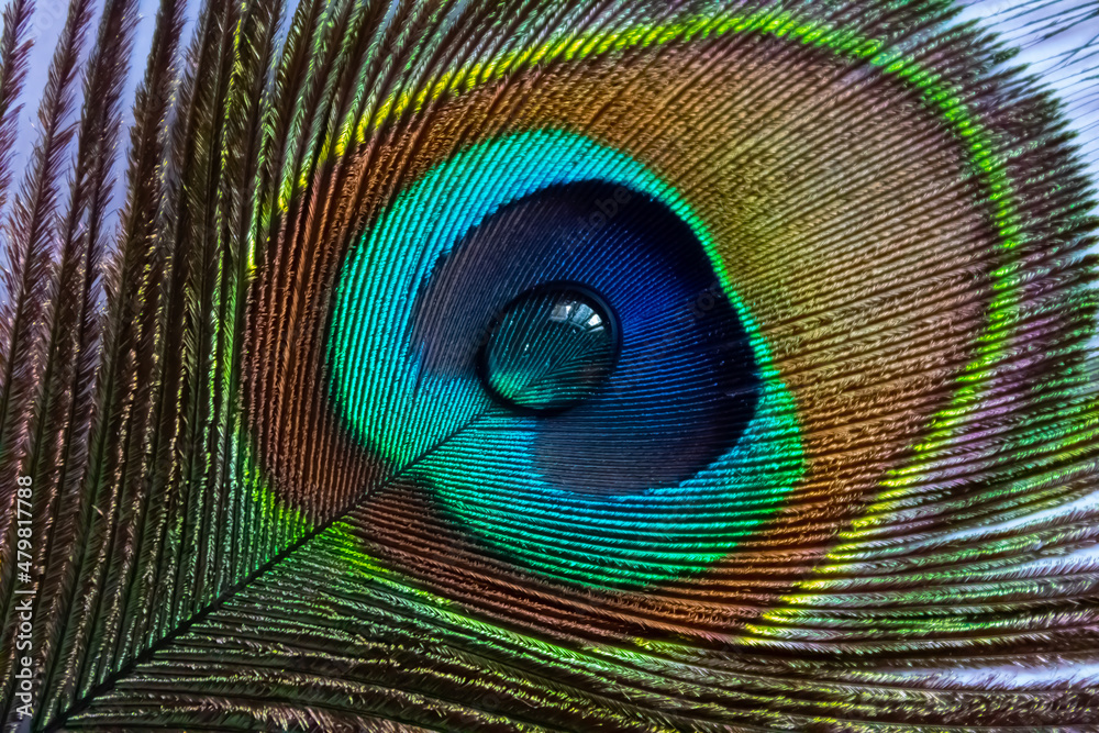 Fototapeta premium Peacock feather with water drop at center