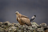 Griffon vultures on the top of the rock. Vultures in Rhodope mountains. Bulgaria wildlife.