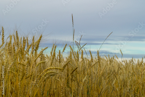 rye field and blue sky