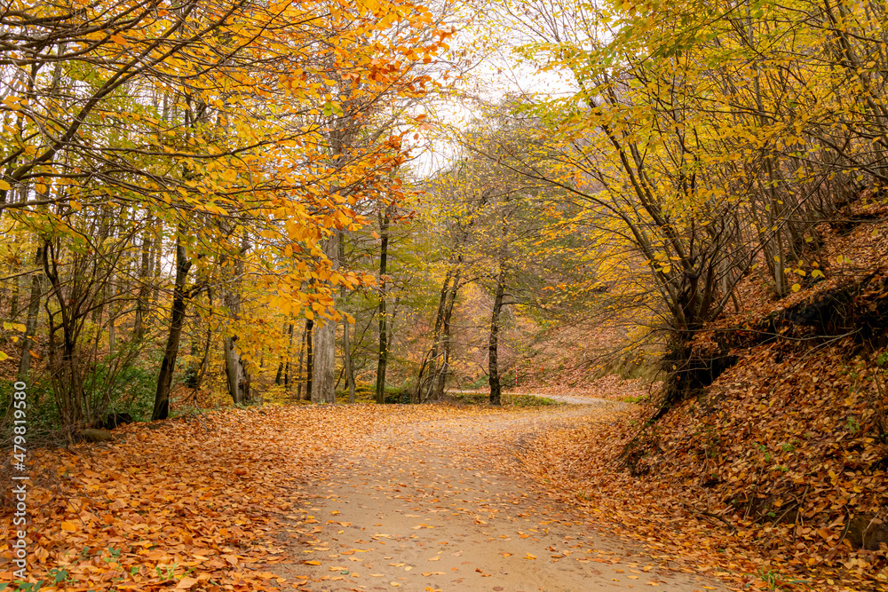 Fototapeta premium Autumn in Kapidag peninsula