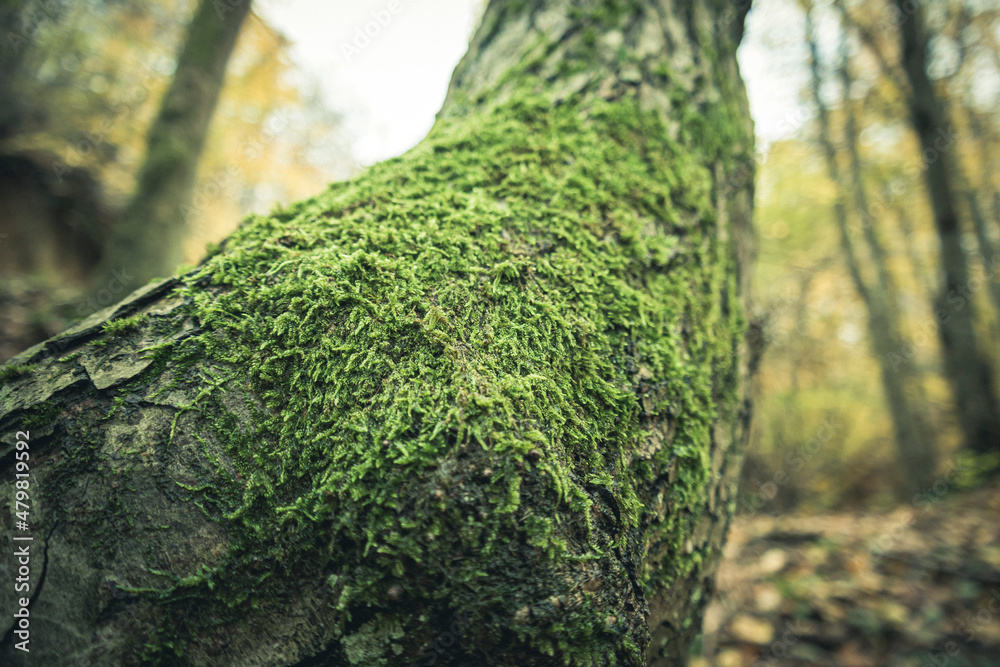 Moss clings to tree Moss clings to tree