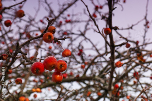 owoce zima szron rośliny gałęzie krzak