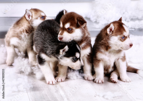 group of puppies. husky puppies